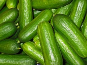 Florida Gardening 101: Cultivating Successful Cucumbers