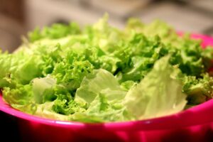 Growing Lettuce in Florida: Tips for a Bountiful Harvest