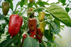 Growing Peppers in Florida: A Comprehensive Planting Guide