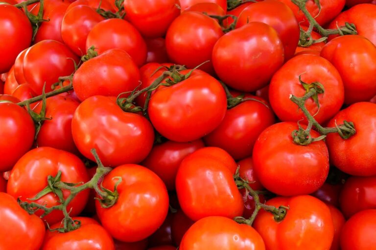 How to Grow Tomatoes in Florida: Planting Guide and Tips