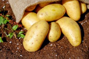 Planting Potatoes in Florida: Your Go-To Guide